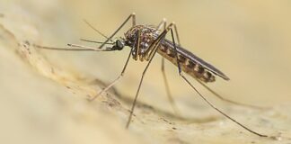 Asp Catania, isolato un caso di West Nile in un cavallo