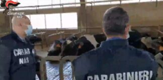 Ispezione del NAS in un allevamento nel Pavese, condizioni igienico-sanitarie inadeguate