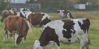 Sardegna, Bartolazzi “Arrivato il vaccino contro la dermatite nodulare dei bovini”