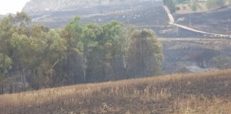 Incendi a Piana degli Albanesi, Cgil Palermo “Un disastro”