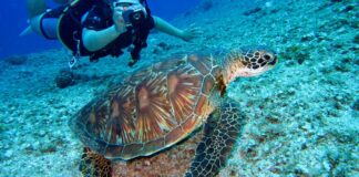 Dalla Regione Sardegna 430.000 euro per la fauna marina nel 2025