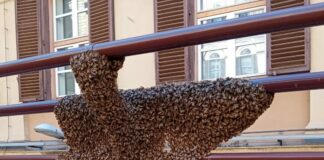 Uno sciame di oltre 20 mila api nella sede del Ministero dell’Economia