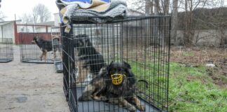 Cani randagi attaccano escursionisti nel napoletano, rintracciati dai carabinieri