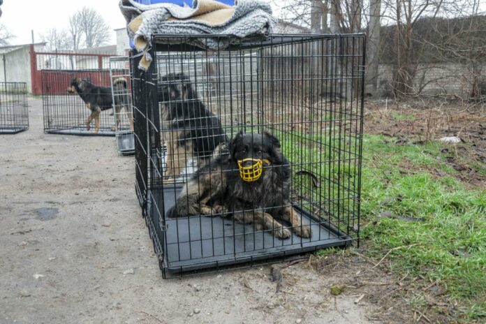 Kherson, Il dramma dei cani randagi durante la guerra