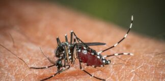 West Nile, da inizio anno 173 casi e 11 decessi in Italia