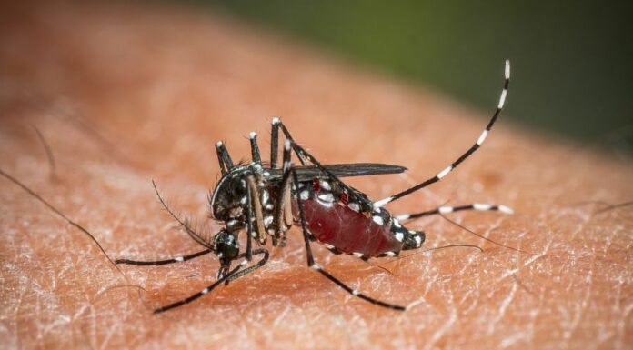 West Nile, da inizio anno 173 casi e 11 decessi in Italia