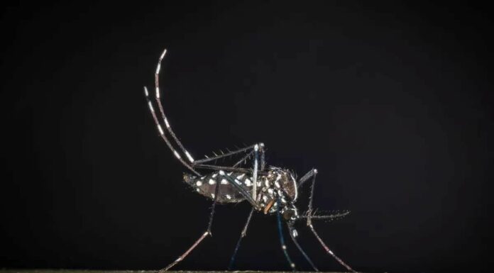 Iss, salgono a 275 i casi confermati di West Nile in Italia. 19 decessi