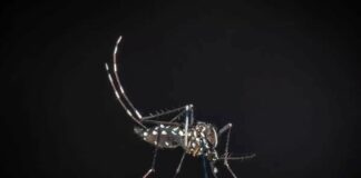 Iss, salgono a 275 i casi confermati di West Nile in Italia. 19 decessi