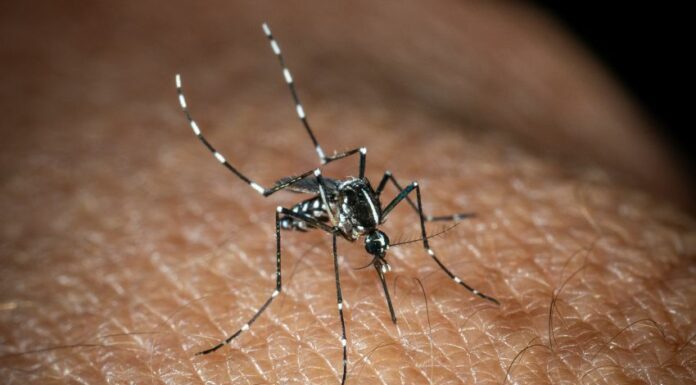 In Italia 351 casi di West Nile, 22 i decessi