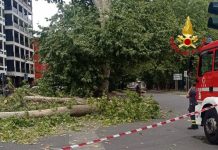 A Milano un ramo di un albero cade su un Van, nessun ferito
