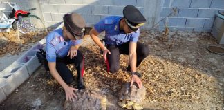 Scoperto un “mini zoo abusivo” nella Piana di Gioia Tauro, sanzioni per 20 mila euro