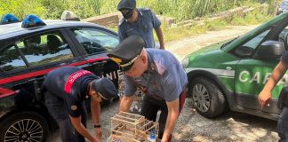 Cardellini protetti in gabbia, denunciato un uomo nel Reggino