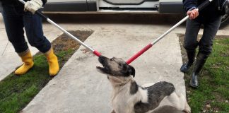 Morocco embassy denies allegations of stray dogs mistreatment