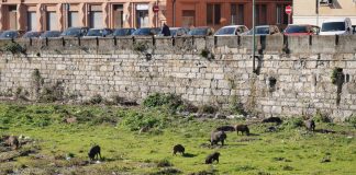 Peste Suina in Liguria, garantito recupero e smaltimento delle carcasse dei cinghiali