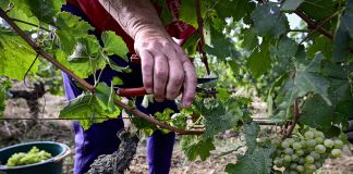 Vendemmia 2025, qualità eccellente per le uve Trentodoc