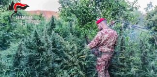 I Carabinieri scoprono una piantagione di cannabis e un deposito di armi nel Reggino