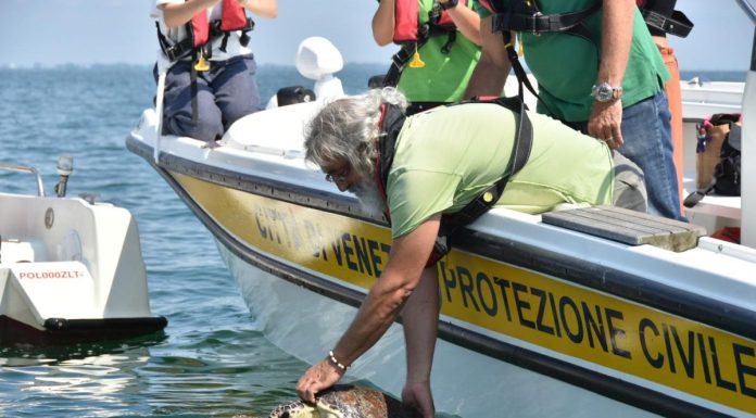 Dopo le cure a Venezia due tartarughe Caretta caretta tornano a nuotare