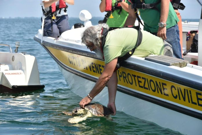 Tartarughe-Venezia