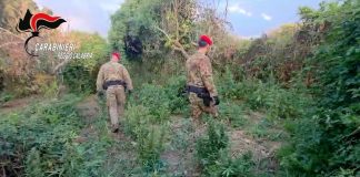 Scoperta piantagione di marijuana, arrestati due reggini e sequestrati 100 chili di sostanza