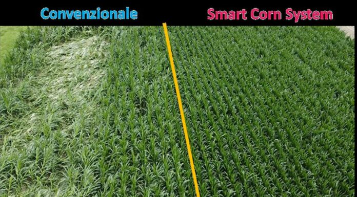 Preceon, il futuro del mais si sviluppa con Bayer in Italia