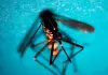 Da inizio anno 141 casi di West Nile, 192 di Dengue e 17 di Chikungunya: i dati del bollettino Iss