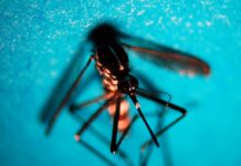 Da inizio anno 141 casi di West Nile, 192 di Dengue e 17 di Chikungunya: i dati del bollettino Iss