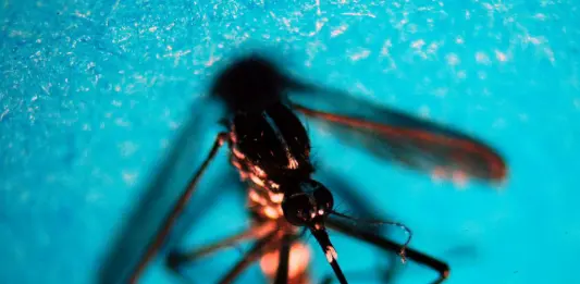 Da inizio anno 141 casi di West Nile, 192 di Dengue e 17 di Chikungunya: i dati del bollettino Iss