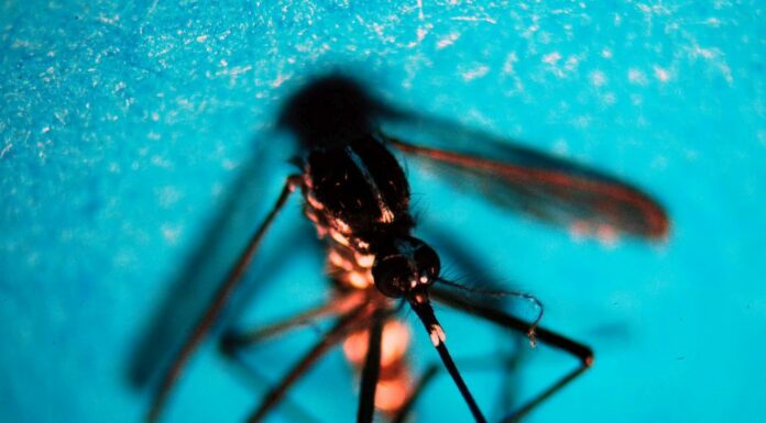 Da inizio anno in Italia 647 casi di infezione da West Nile, 47 decessi
