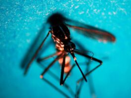 Nel 2026 in Italia 312 casi confermati di West Nile