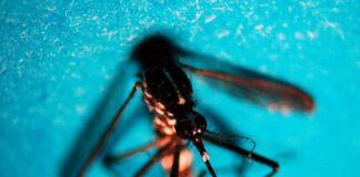 Da inizio anno in Italia 647 casi di infezione da West Nile, 47 decessi