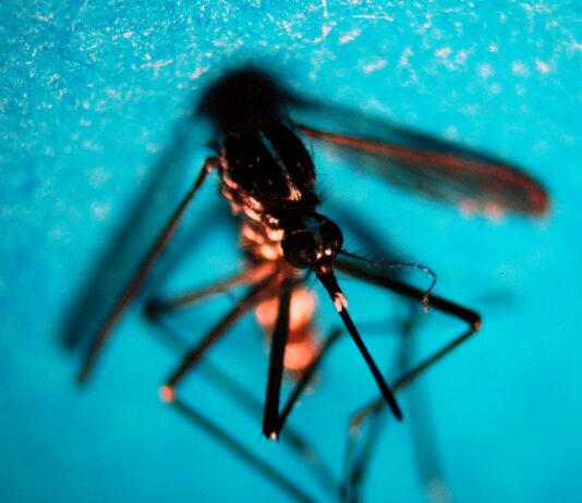 Nel 2026 in Italia 312 casi confermati di West Nile