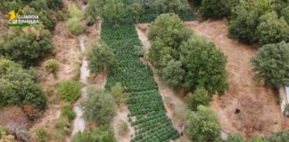 Sequestrate nel Nuorese due tonnellate e mezzo di droga