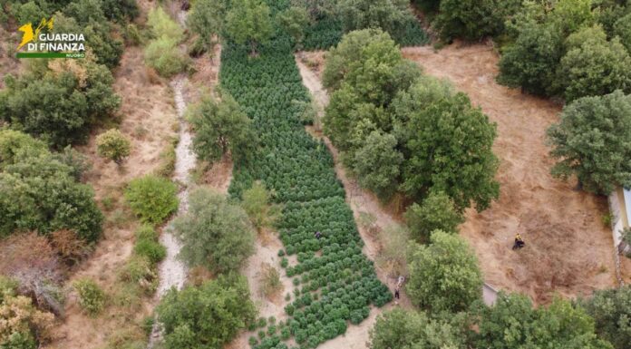 Sequestrate nel Nuorese due tonnellate e mezzo di droga