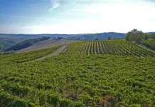 Con la nuova Pac il Veneto perderebbe 400 milioni di euro