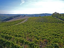 Con la nuova Pac il Veneto perderebbe 400 milioni di euro