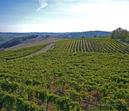 La Corte dei conti europea “Nell’agricoltura non si coltiva abbastanza innovazione”