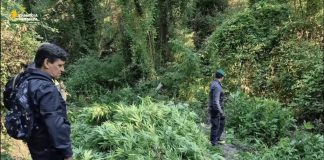 Vaste piantagioni di canapa per 3 milioni di euro, maxi-sequestro nel Catanzarese