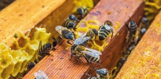 Dalla Regione Calabria 1,3 milioni a sostegno dell’apicoltura