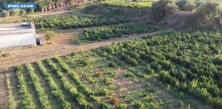 Marijuana coltivata di nascosto tra la canapa light, 4 arresti domiciliari nel Palermitano