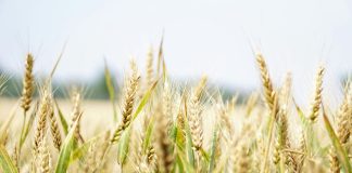 Accordo tra CREA e CIMMYT, l’obiettivo è rafforzare le rispettive filiere cerealicole nazionali