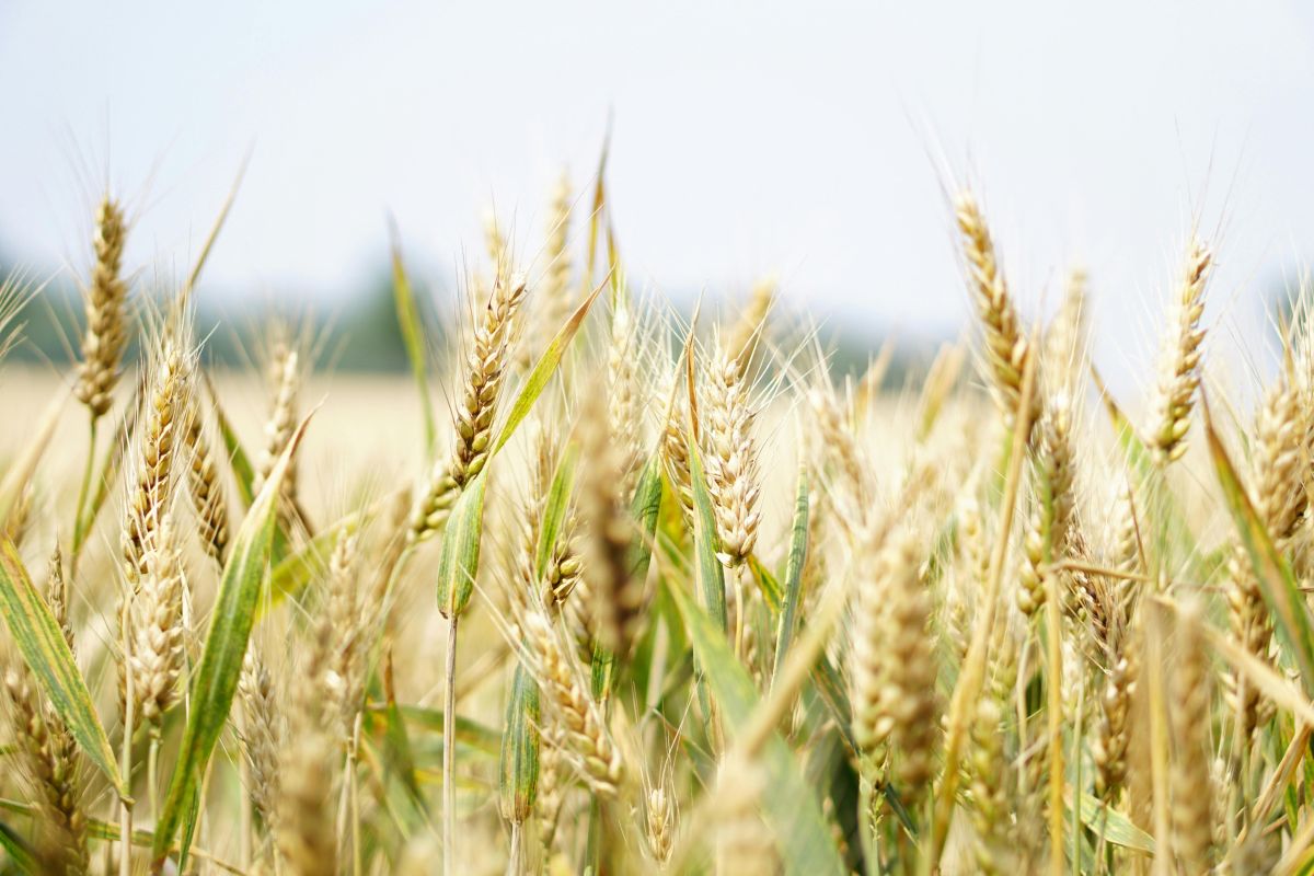 Accordo tra CREA e CIMMYT, l’obiettivo è rafforzare le rispettive filiere cerealicole nazionali