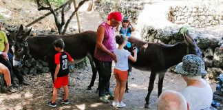 “Festival Pantelleria Asinabile”: dal 5 al 12 ottobre un ricco programma di attività dedicate all’asino pantesco