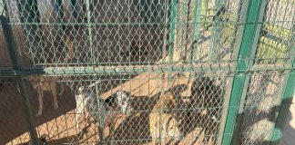 Clinics, Apps, and Care: How Morocco is tackling its stray dog challenge