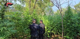 Scoperta una piantagione di cannabis nella locride, due arresti