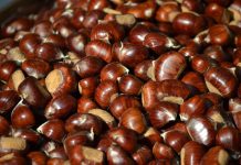 Produzione di castagne in Italia: dati e previsioni castagne