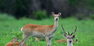 Cina: foresta pluviale di Hainan evidenzia sforzi del governo per conservazione ecologica