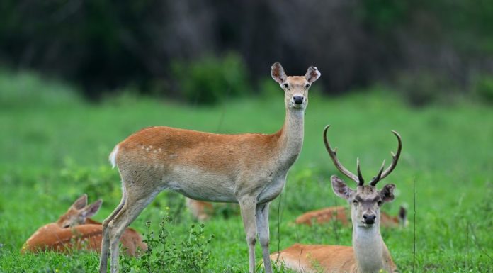 Cina: foresta pluviale di Hainan evidenzia sforzi del governo per conservazione ecologica