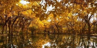 Cina: i turisti si godono gli scenari autunnali nel Paese (1)