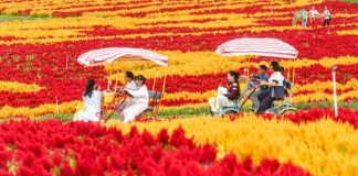Cina: i turisti si godono gli scenari autunnali nel Paese (3)