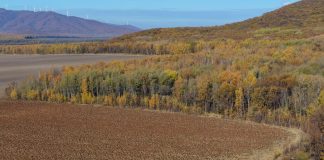 Cina: in corso la raccolta autunnale dei cereali (2)